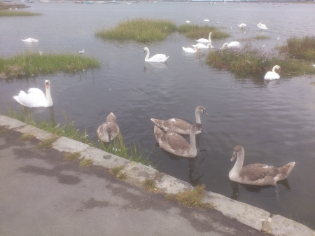 almost fully grown now - nature, brown, swans, river, family, sunny, lovely, cute