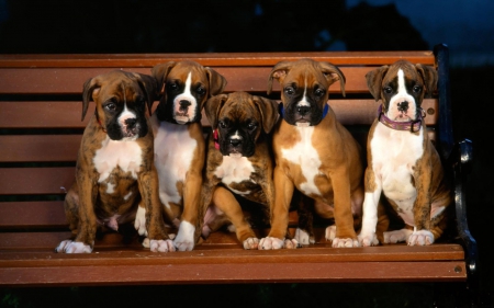 *** BOXER PUPS *** - ANIMAL, DOG, DOGS, ANIMALS