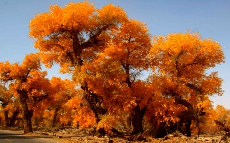 ROAD SIDE TREES