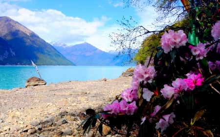 BEACH BLOSSOMS - sea, blossoms, nature, beach