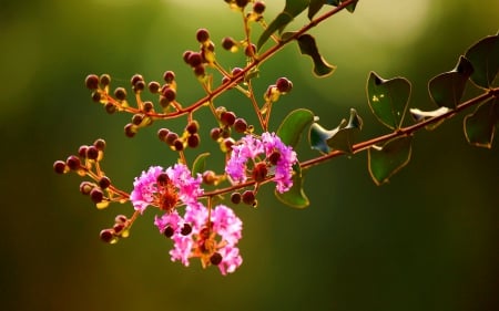 FLOWER BRANCH - flowers, branch, lovely, pink