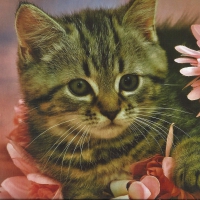 A tabby kitten with flowers