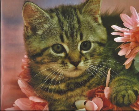 A tabby kitten with flowers - paws, flowers, cute, kitten