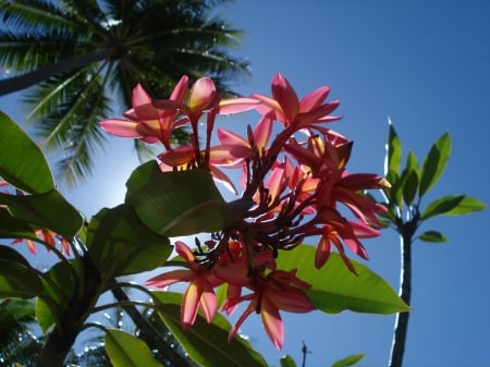 Plumeria against blue sky - sky, frangipani, paradise, tropical, exotic, blue, island, flowers, plumeria