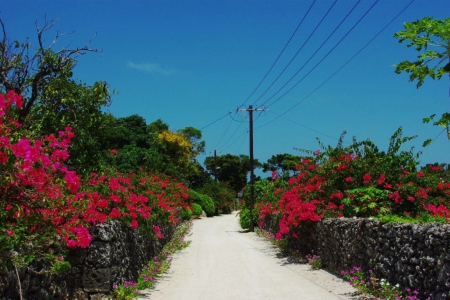 Ishigaki Resort, Okinawa, Japan - blossoms, treees, summer, plants, garden, path