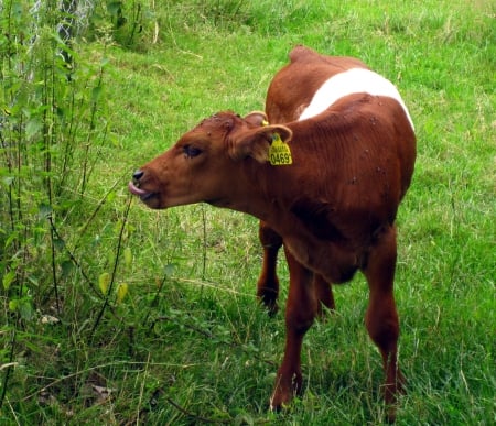 Young one - nature, cows, cow, photography, animal