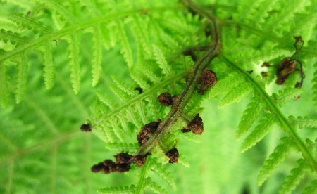 Fern - nature, green, macro, photography