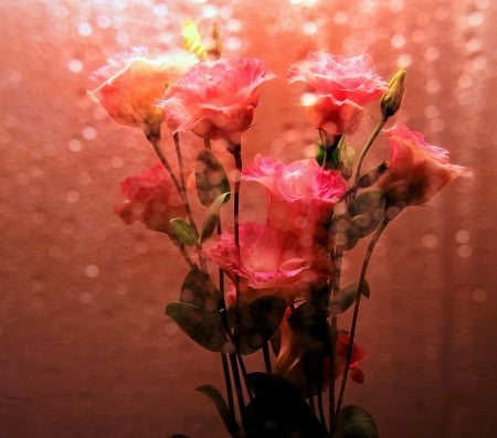 Glowing roses - roses, image, wallpaper, color, expression, new