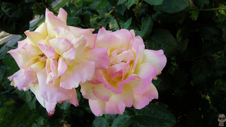 september song - september, marvin gaye, rosa garden, only you, rose