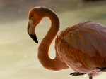 *** FLAMINGO ***