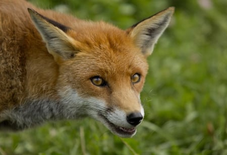 *** RED FOX *** - red, animal, animals, fox