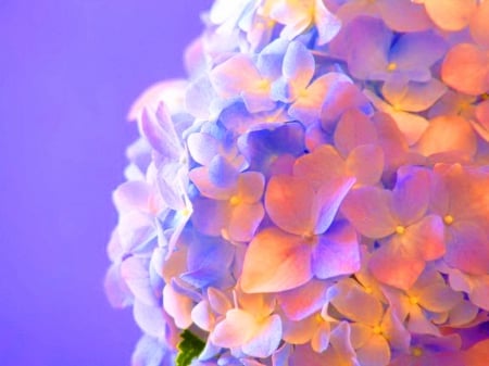 Kissed by the sun - white, flowers, blue, hydrangea, sunshine