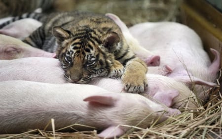 *** FRIENDS *** - straw, cub, tiger, pigs