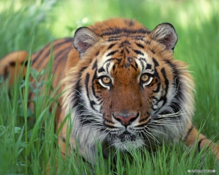 Siberian Tiger - nature, beauty, animals, tigers