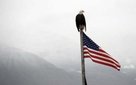 Bald Eagle on Flag Pole - bald eagle, alaska, american, mountains, united states, flag, fog, usa, us