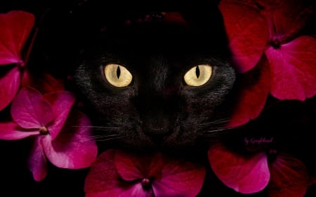 Black Cat  - nature, beauty, animals, cats, tigers