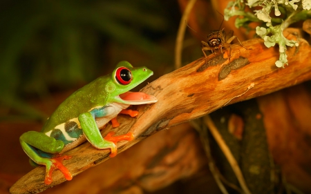 Hungry - animals, frog, branch, insect, reptiles