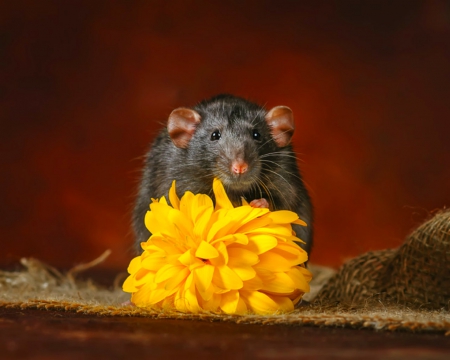 Mouse - rodent, yellow, mouse, flower, animals