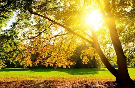 Daylight - nice, sky, dazzling, autumn, sun, field, foliage, fall, tree, golden, grass, rays, branches, falling, day, light, daylight, park, lovely, nature, glow, forest, beautiful