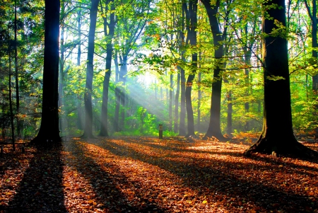 Autumn forest - calm, quiet, grass, forest, leaves, golden, nice, place, woods, falling, branches, trees, beautiful, colors, lovely, shadow, fall, dazzling, glow, nature, rays, autumn, serenity, foliage, silent