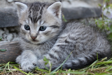 Cat - pretty, cat face, sleepy, paws, kitten, cats, face, sleeping, hat, beautiful, beauty, lovely, sweet, cat, cute, animals, kitty