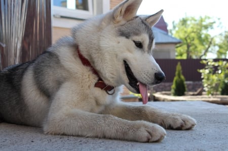 Husky - face, pretty, playful dog, cute, animals, beautiful, sweet, puppy, playful, dogs, puppies, lovely, dog face