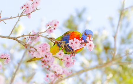 Parrot - photo, trees, bird, parrot