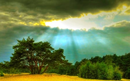 FOREST SKY - trees, nature, rays, forest, sun, sky