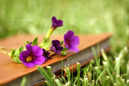 Summer's Diary - story, summer, book, violette, diary, lovely, garden, field, purple world