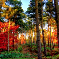 BRIGHT AUTUMN FOREST