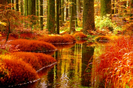 AUTUMN MIRROR - autumn, fall, trees, forest, mirror, water, orange, creek