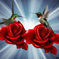 RED ROSES WITH HUMMING BIRDS