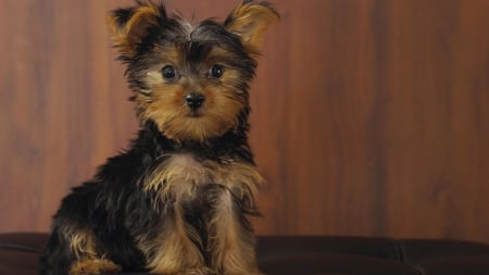 *** Yorkshire terrier *** - animal, animals, dogs, yorkshire, terrier