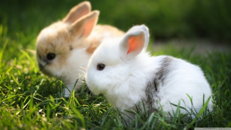 Cute Bunnies - Adorable, Animal, Rabbits, White