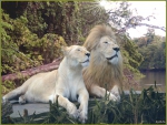 lion family