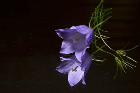 Blue Mirroring - tiny, beauty, flower, reflection, campunala, mirroring