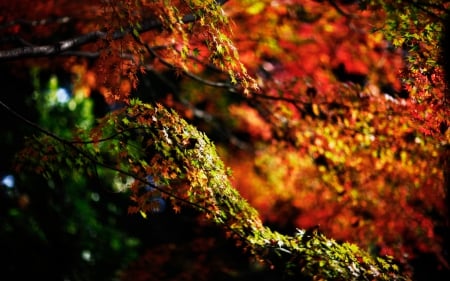 Autumn Trees - pastel, toamna, culorile, minunate