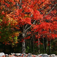 Trees in Autumn