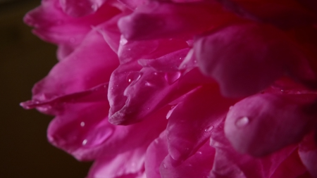 Pink Flowers - flower, petals, pink, whaterdrop