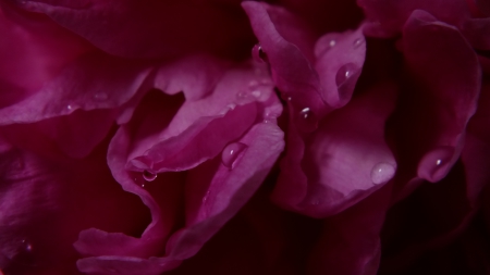 fresh flower - flower, pink, water, beauty