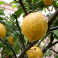 Lemon Tree