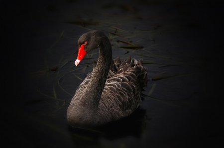 Black Swan! - bird, black, nature, swan