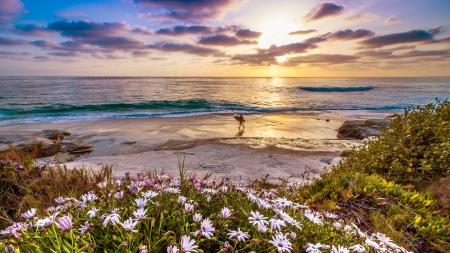 surfer on a california beach at sunset - beach, clouds, surfer, sunset, flowers, sea, waves