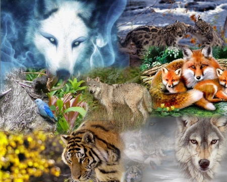 WILD ANIMALS COLLAGE - BEAUTIFUL, COLLAGE, GORGEOUS, ANIMALS