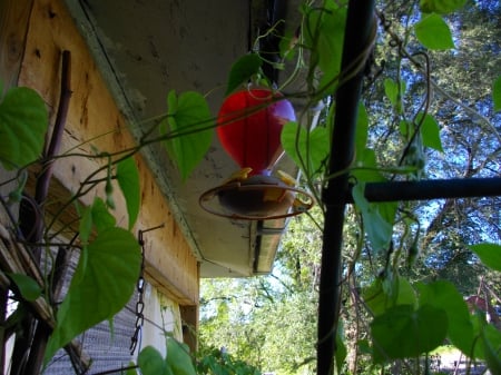 A Viney Day - bees, nature, flowers, sunlight