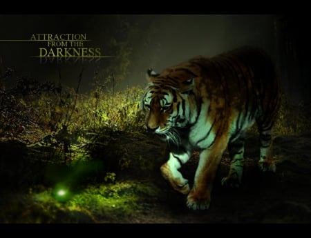 Attraction from the Darkness - darkness, abstract, fantasy, tiger