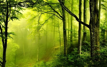 Green haze - forest, path, greenery, rays, beautiful, nice, haze, lovely, woods, fog, trees, mist, nature, green