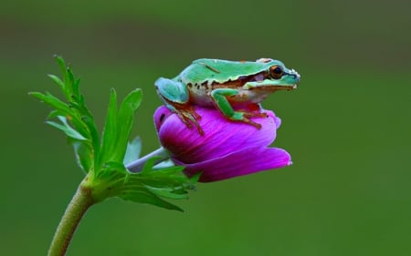 Nice spot - bud, flower, frog, reptiles, animals