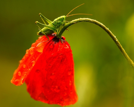 Little friend - bud, flowers, insect, grasshopper