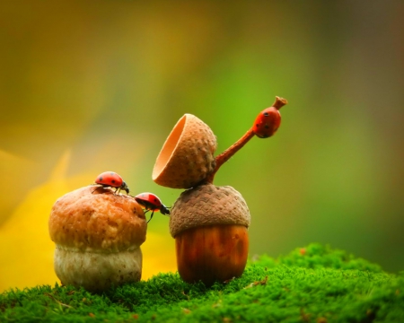 Bettles - bettles, acorn, cute, grass